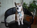 Taco on a chair